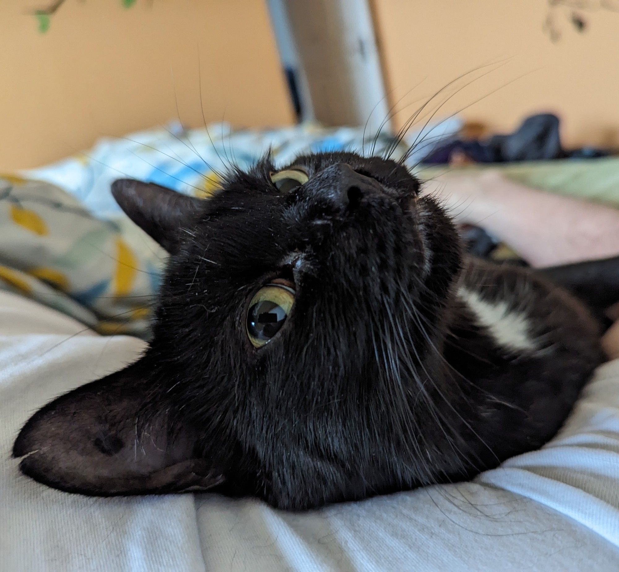 Proof of Cat avatar