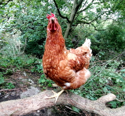Backyard hens avatar