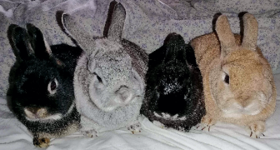 Bunnies avatar